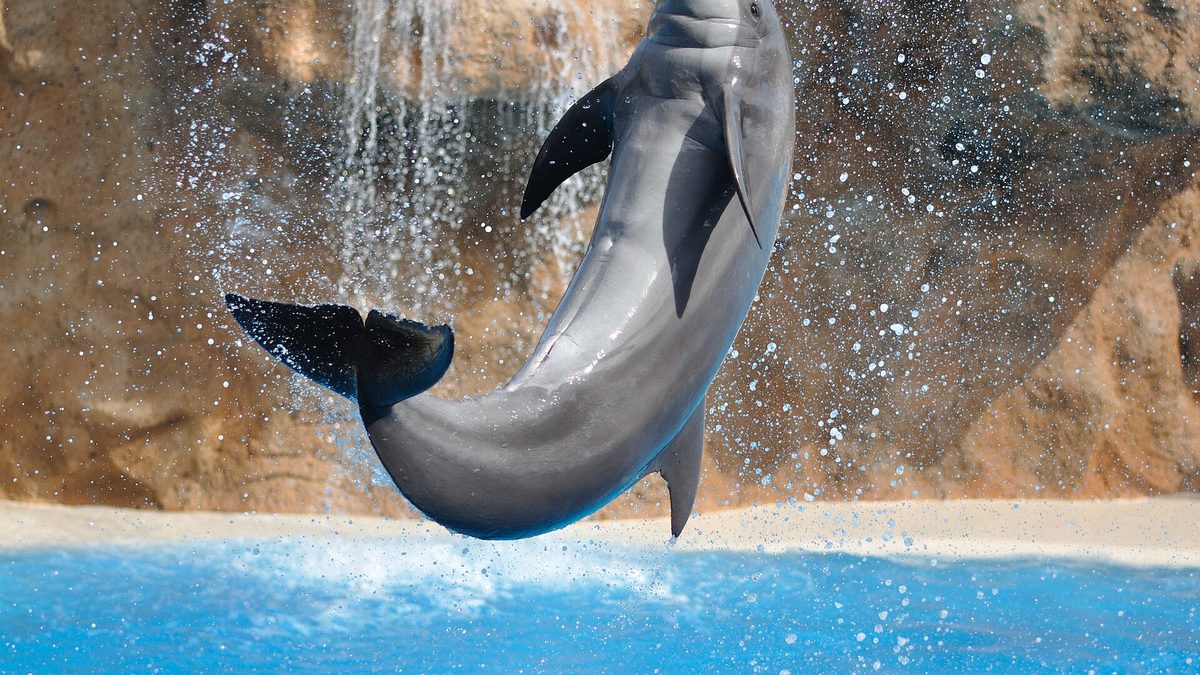 Dolphin show at a marine park